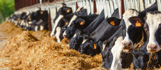 Acheter des produits alimentaires pour bovins