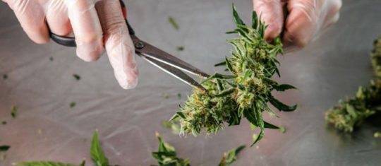 cannabis