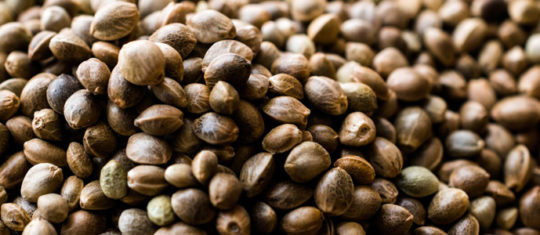 Graines de cannabis