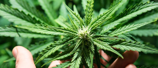 CBD