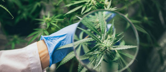 CBD