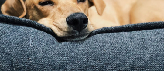 diarrhée du chien