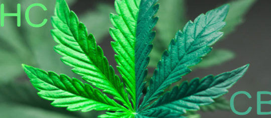 Sativa vs Indica