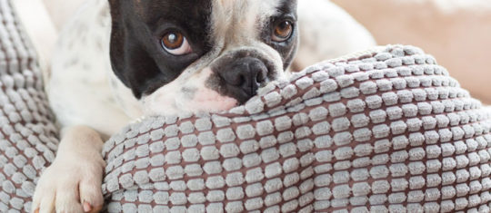 accessoires pour chiens