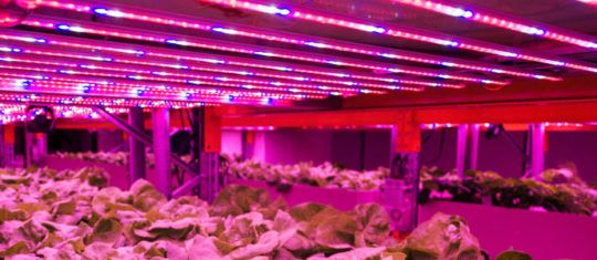 lampes horticoles