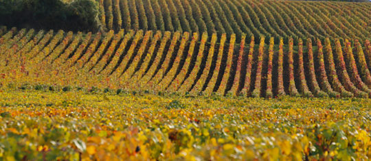 vignoble de Champagne
