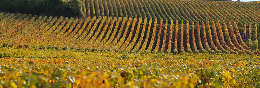 vignoble de Champagne