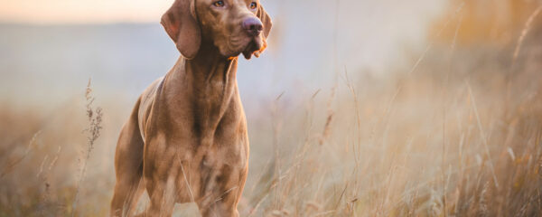 articulaires chez le chien