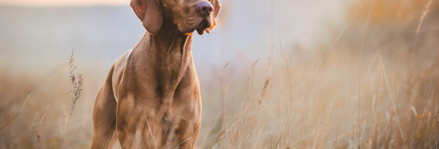 articulaires chez le chien